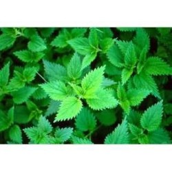 Ortie piquante feuille 250 g POUDRE Urtica dioica