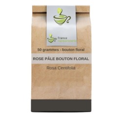 Rose pale bouton floral 50 GRS (Rosa centifolia).