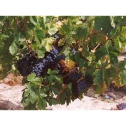 Vigne rouge feuille 250 g POUDRE Vitis vinifera