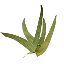 Tisane Eucalyptus feuille 100 GRS ENTIERE extra Eucalyptus globulus