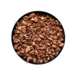 Galanga racine 100 g - Alpinia officinarum