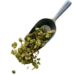 Tisane Houblon cône100 GRS Humulus lupulus