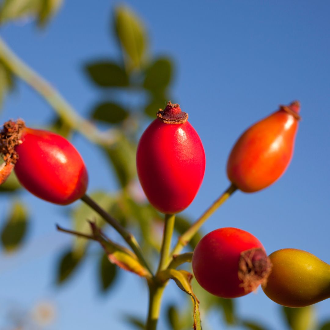 Rosa canina: botanica, proprietà e usi di questa bacca