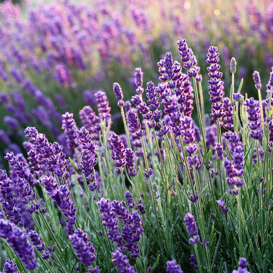 Lavanda: botanica, benefici e usi in fitoterapia