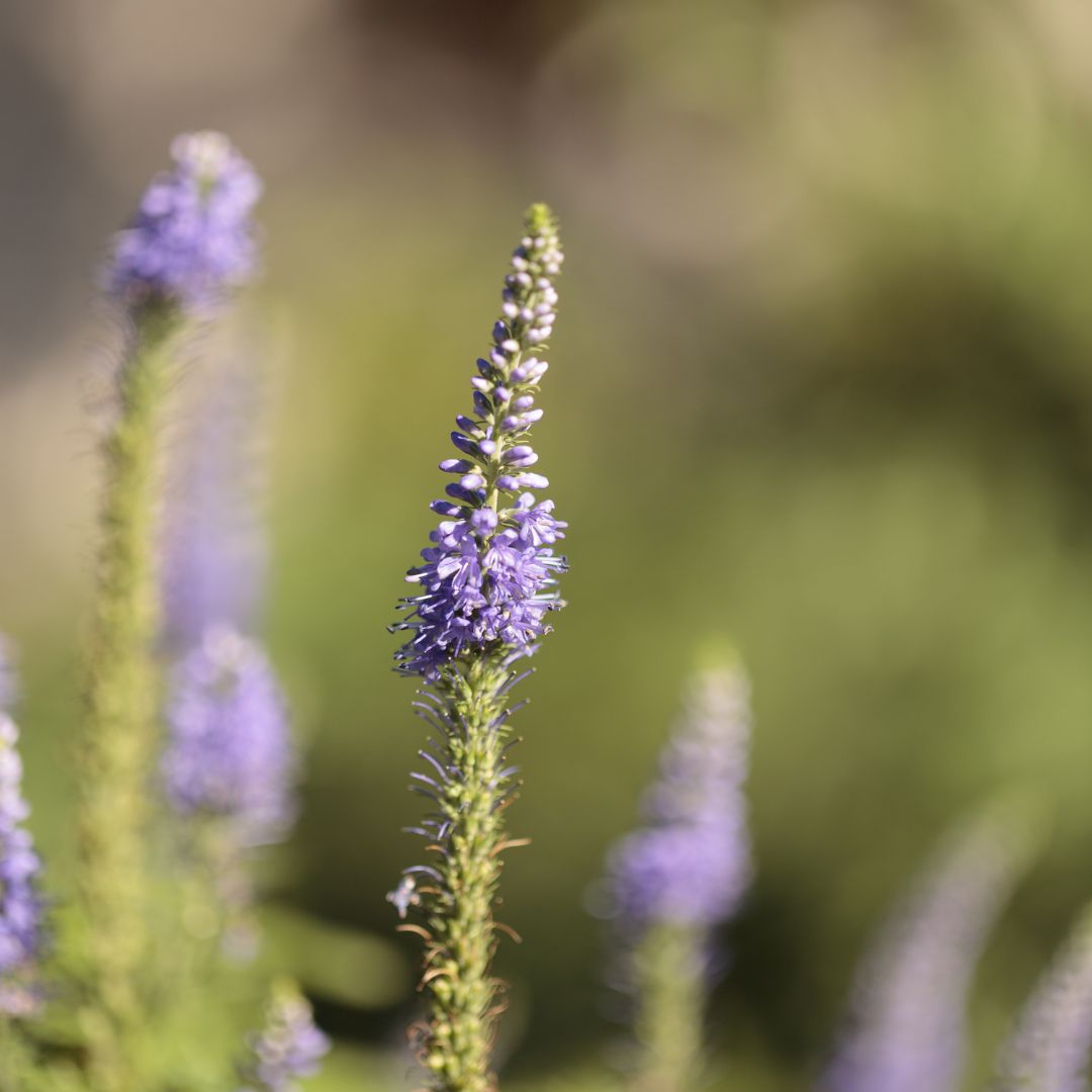 Le Lavandin: bienfaits et propriétés en phytothérapie