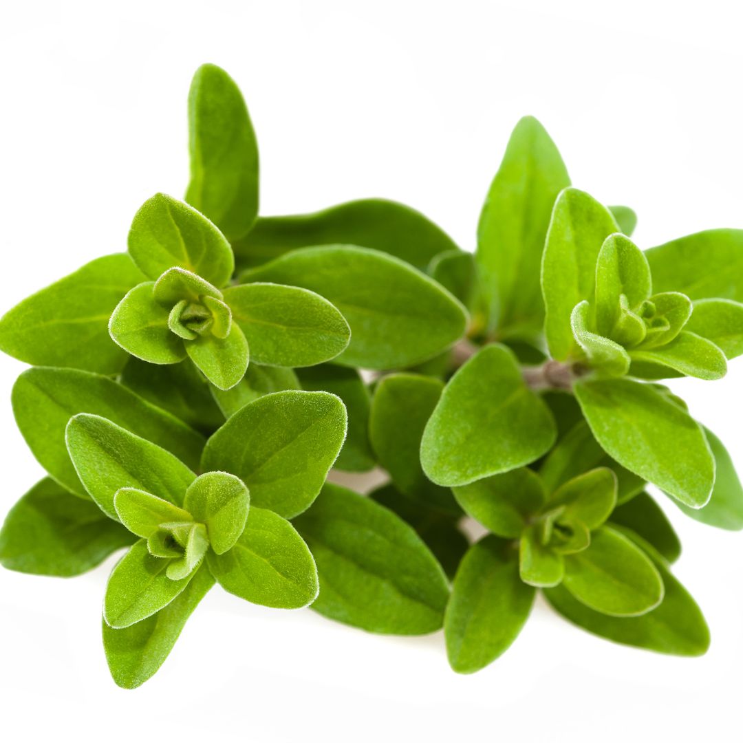 Marjoram: origins, benefits and uses in phytotherapy and cooking