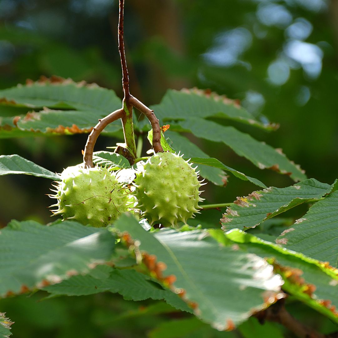 Ippocastano: botanica, proprietà e uso in fitoterapia