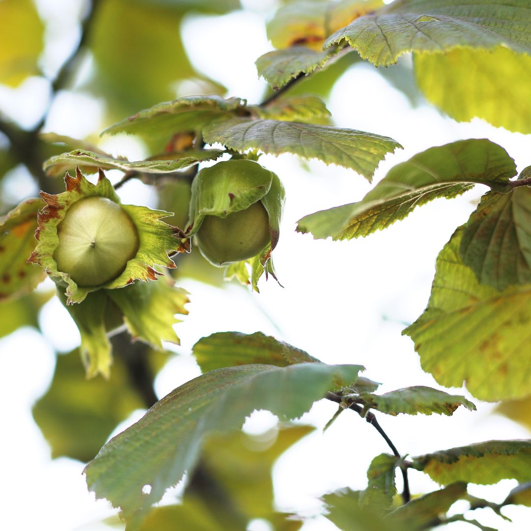 Nocciola (Coudrier): benefici, usi e botanica di questa pianta