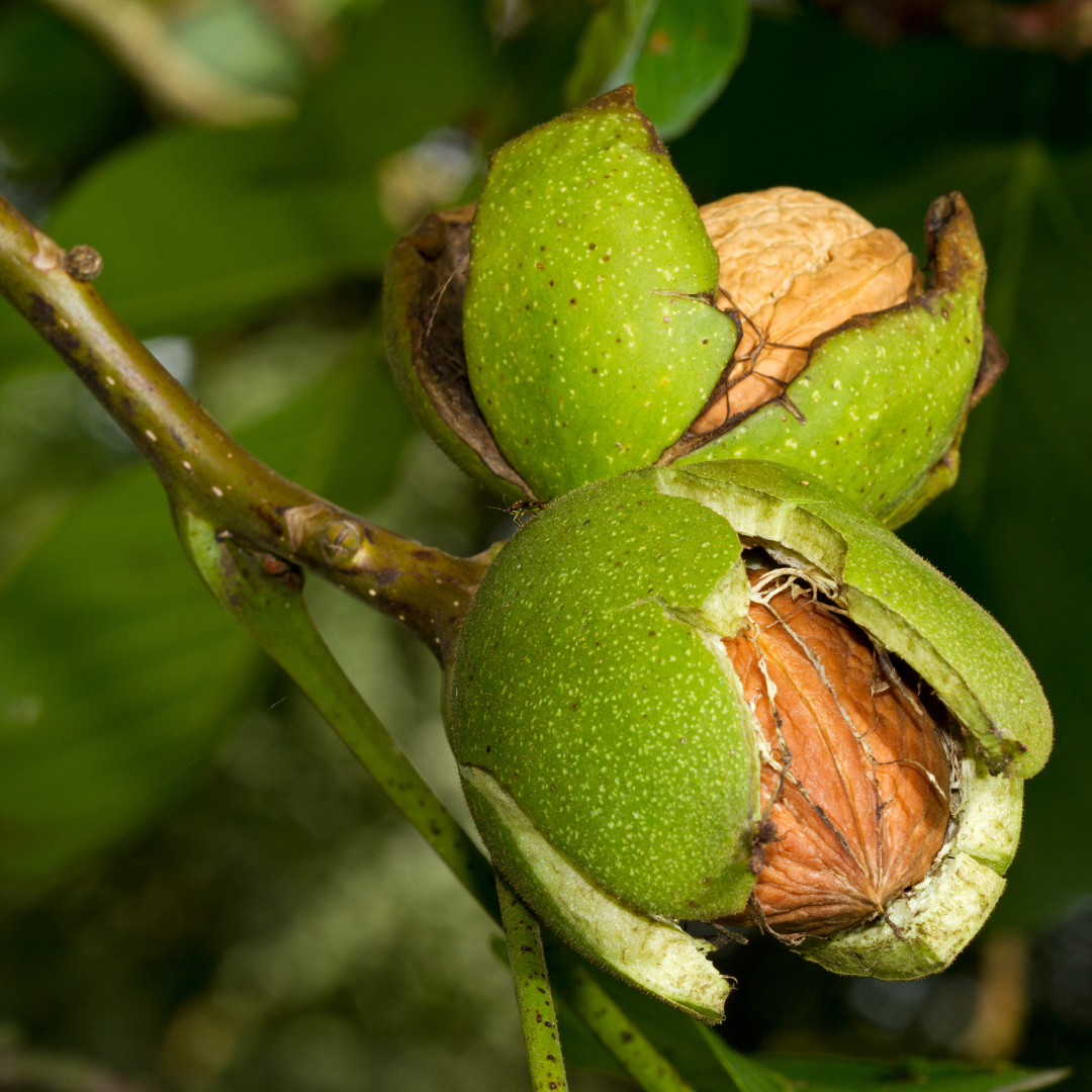 Noce: botanica, benefici e usi