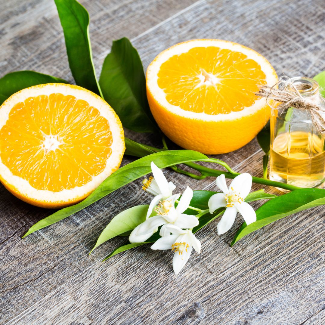 Orange tree: botany, benefits & uses