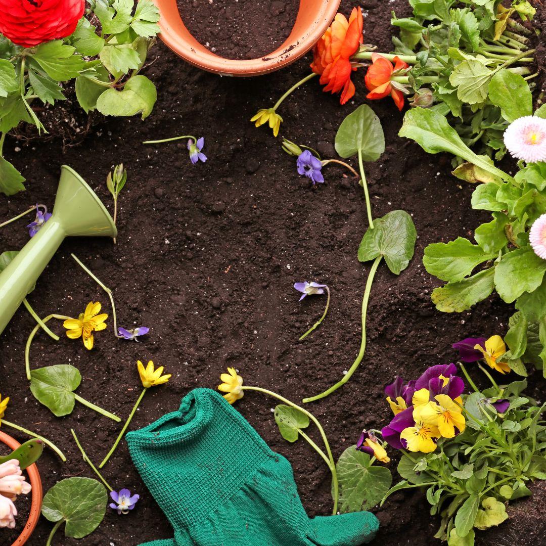 Quali piante medicinali dovresti coltivare in primavera nel tuo giardino?